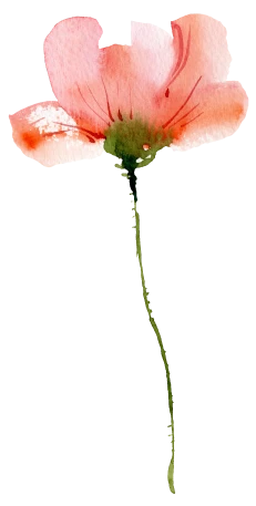 Rocket Expansion Romance Floral 1